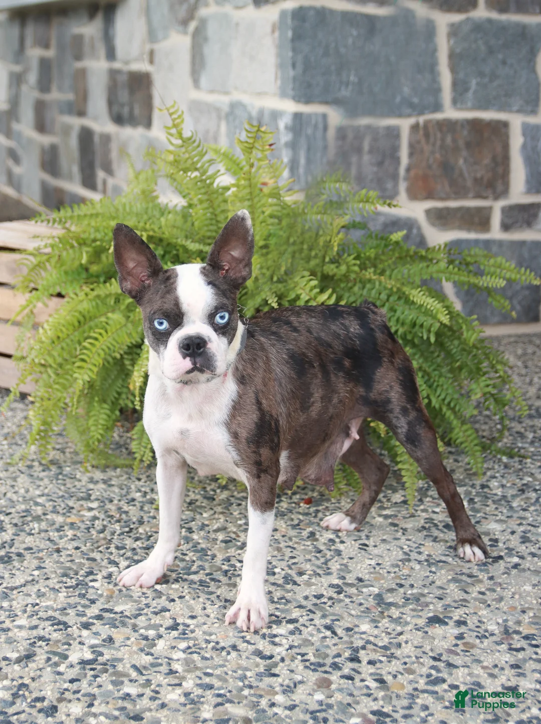 Boston Terrier dogs for sale: Maverick - Ad 6