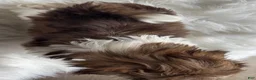 Shih Tzu dogs for sale: Lucy - Ad 7