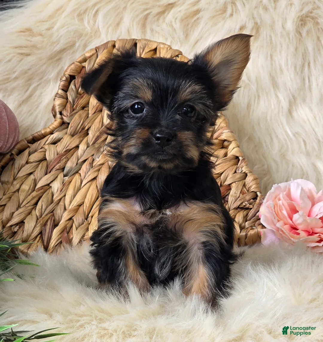 Yorkshire Terrier dogs for sale: Gypsy - Ad 4