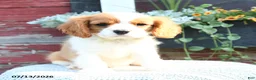 Cavalier King Charles Spaniel dogs for sale: Jace - Ad 3