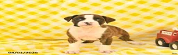 Boxer dogs for sale: Joey  - Ad 5