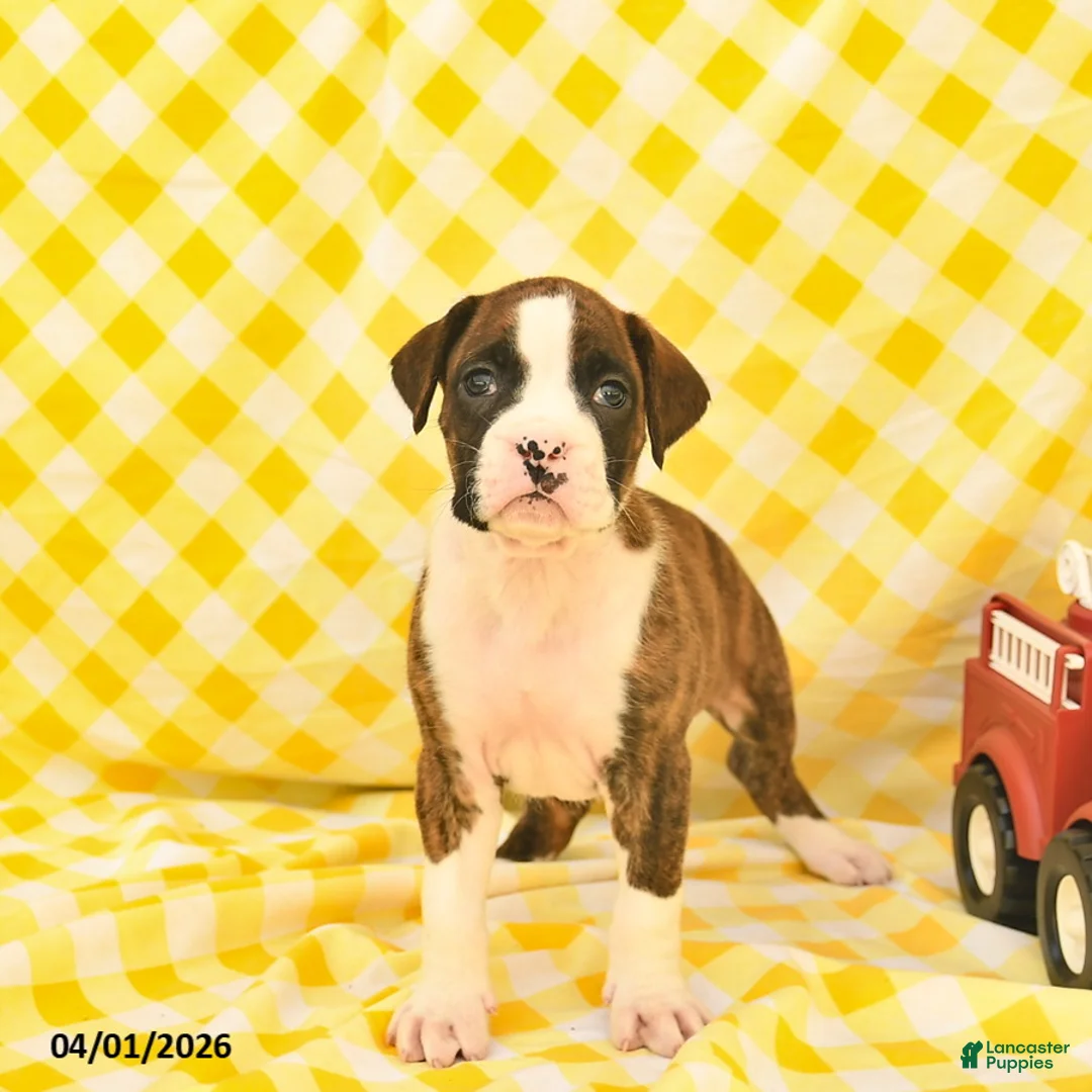 Boxer dogs for sale: Joey  - Ad 5