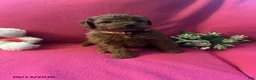 Cockapoo dogs for sale: Maple - Ad 9