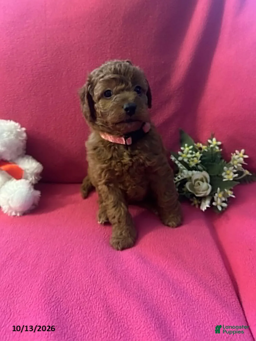 Cockapoo dogs for sale: Maple - Ad 9