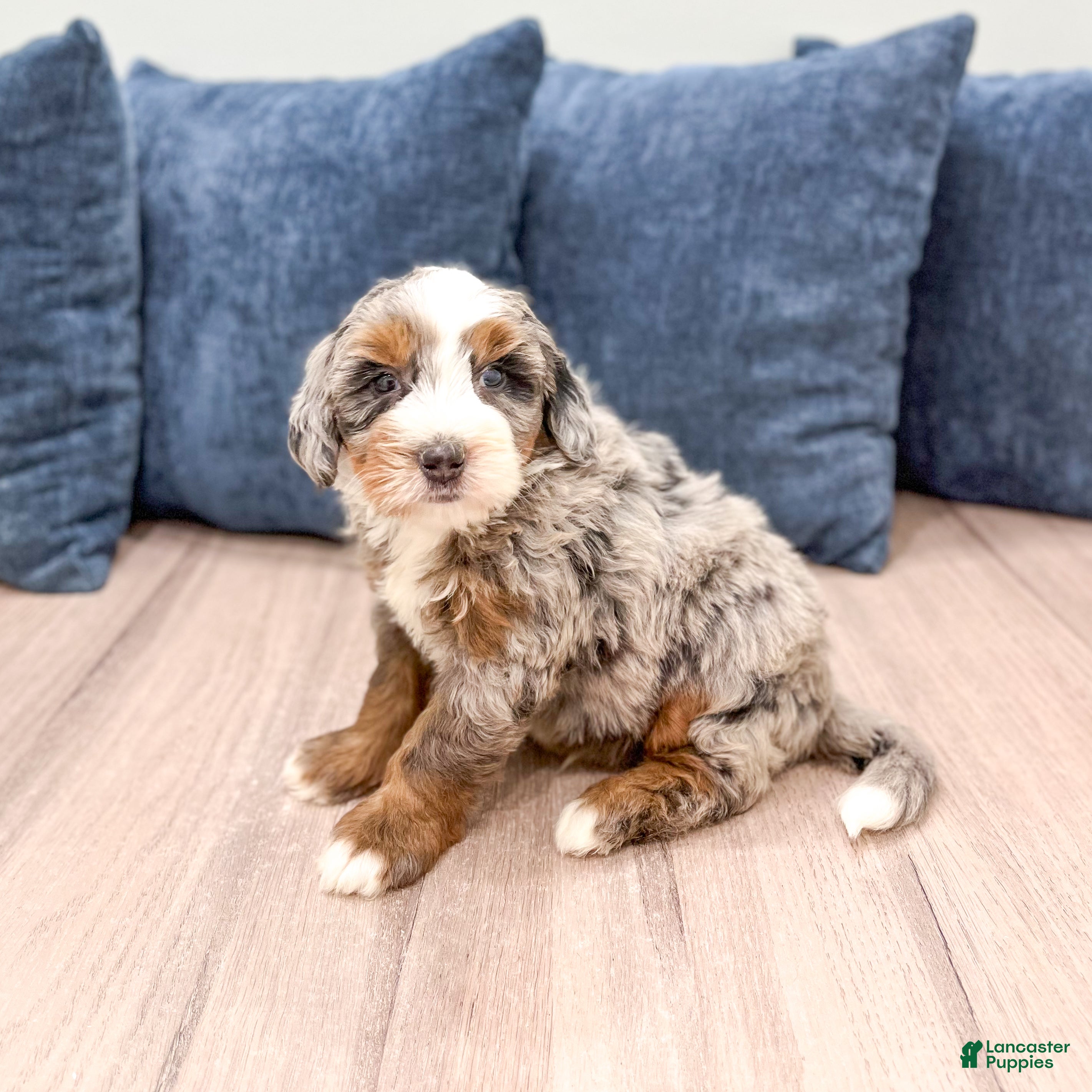 Mini Bernedoodle dogs Jasper - Ad 2