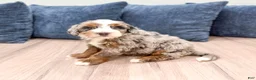 Mini Bernedoodle dogs for sale: Jasper - Ad 2