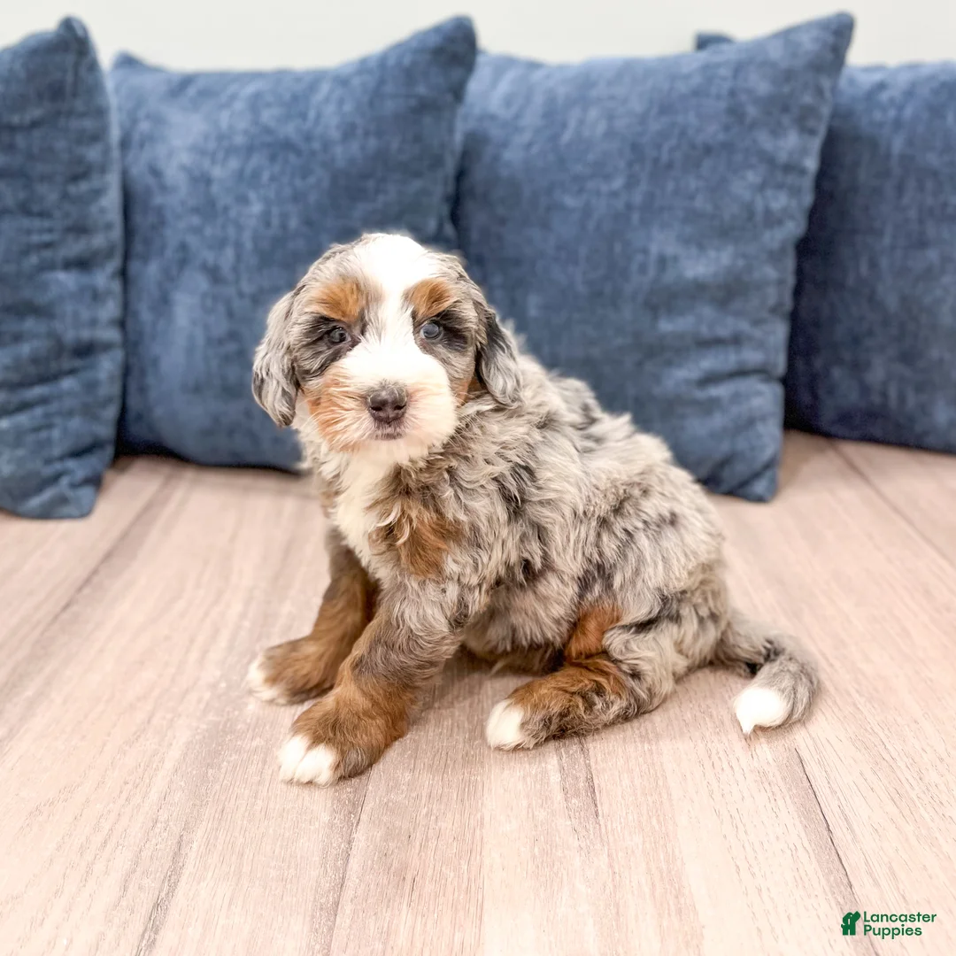 Mini Bernedoodle dogs for sale: Jasper - Ad 2