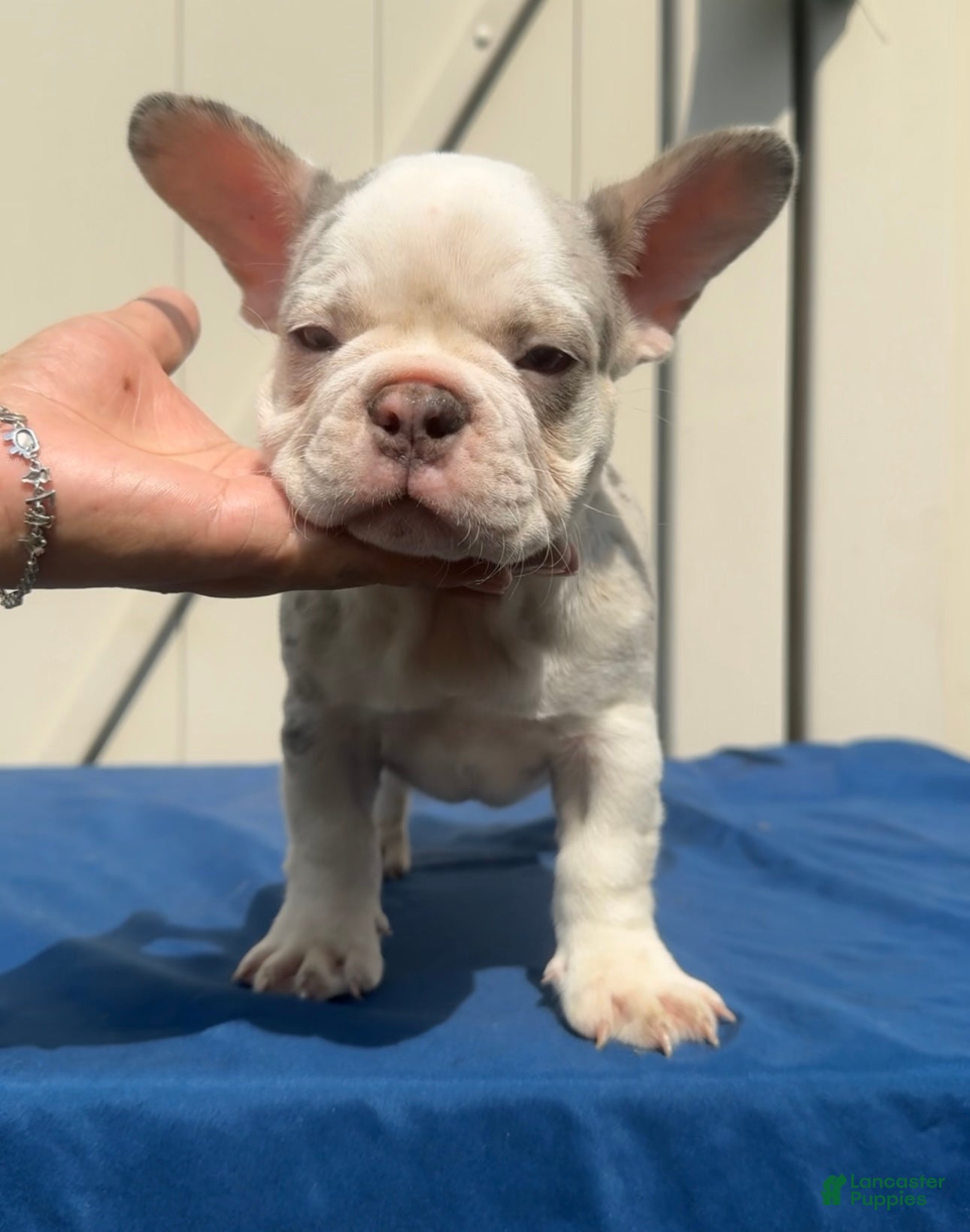 French Bulldog dogs French Bulldog 2 - Ad 2