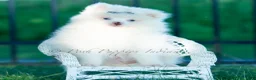 Pomeranian dogs for sale: Marshmallow - Ad 2