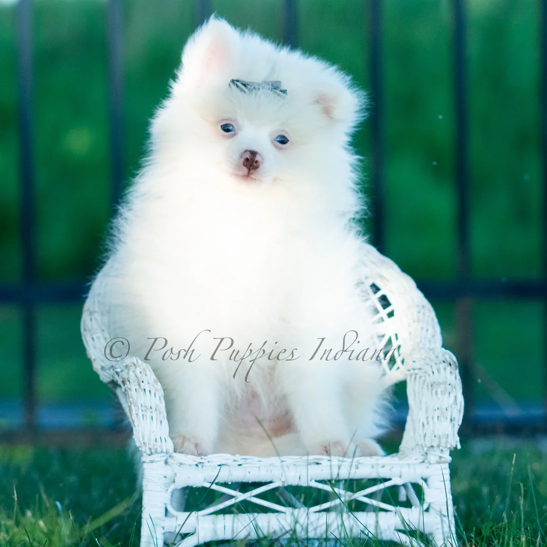 Pomeranian dogs for sale: Marshmallow - Ad 2