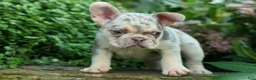 French Bulldog dogs for sale: Spencer 🐾 - Ad 4