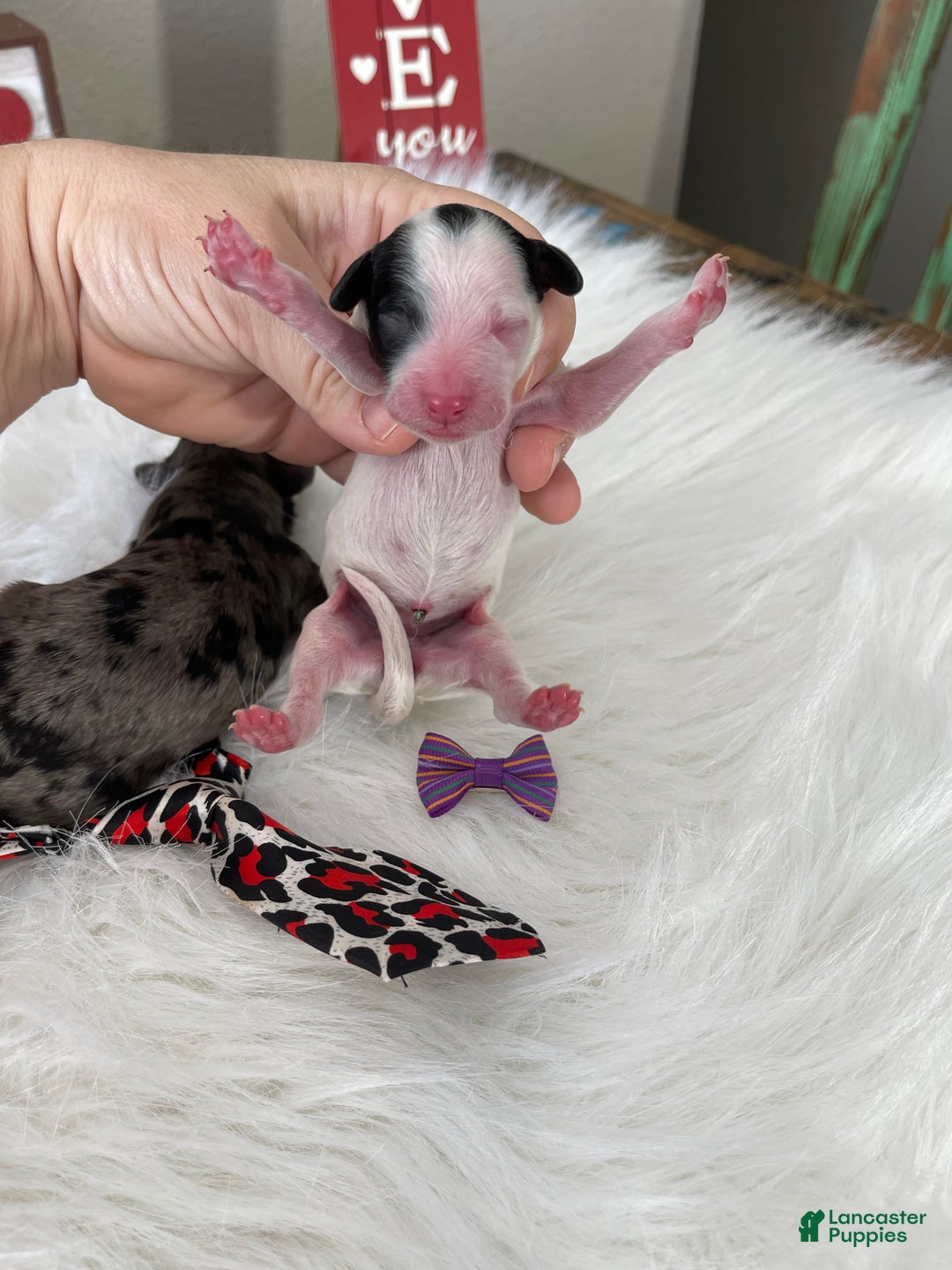 Miniature Poodle dogs for sale: Akc Clear Purple Bow - Ad 17