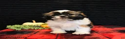 Shih Tzu dogs for sale: Buck - Ad 5