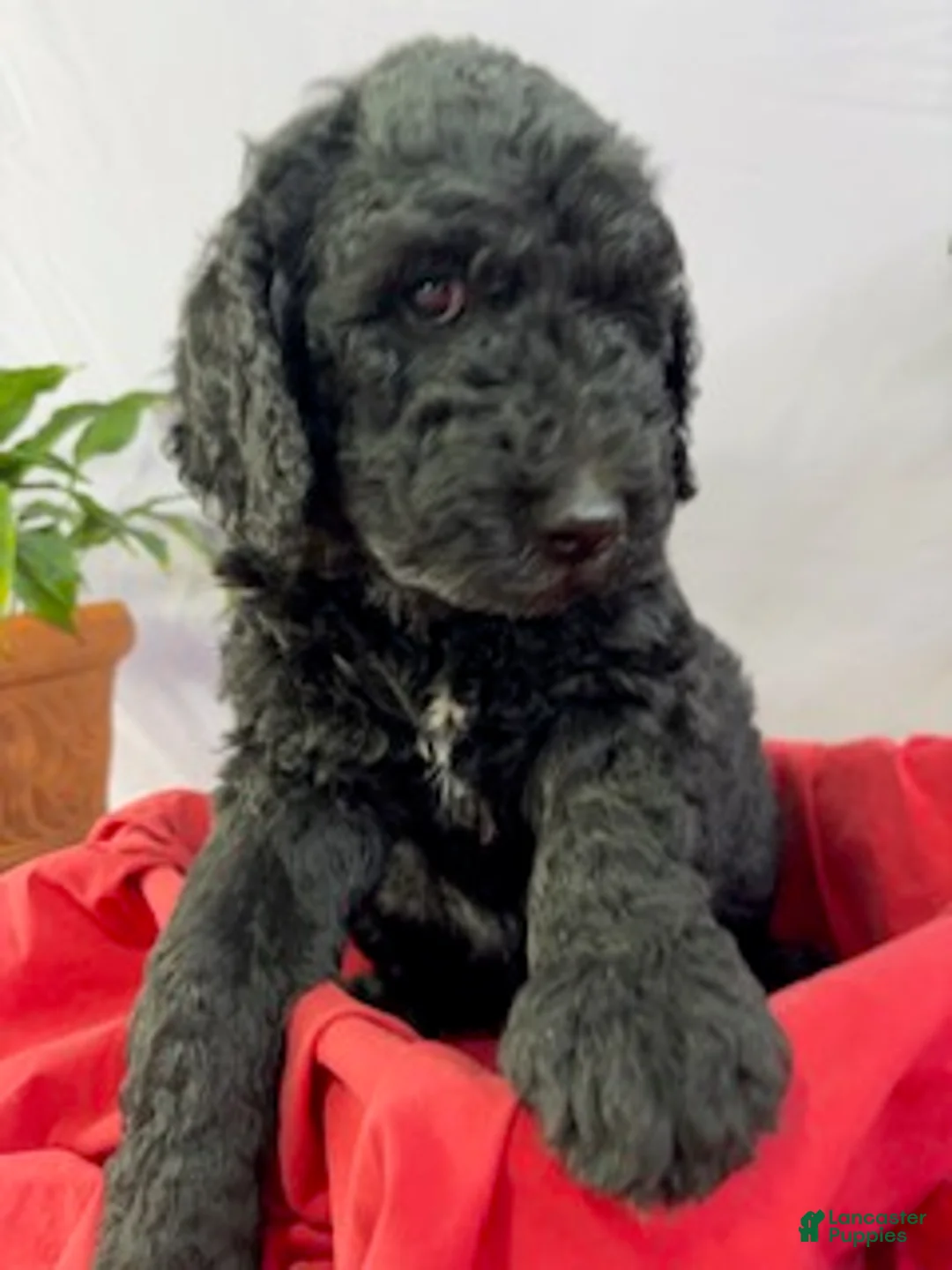 Goldendoodle dogs for sale: Tank - Ready for Delivery - Ad 2