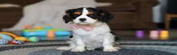 Cavalier King Charles Spaniel dogs for sale: Oliver - Ad 1