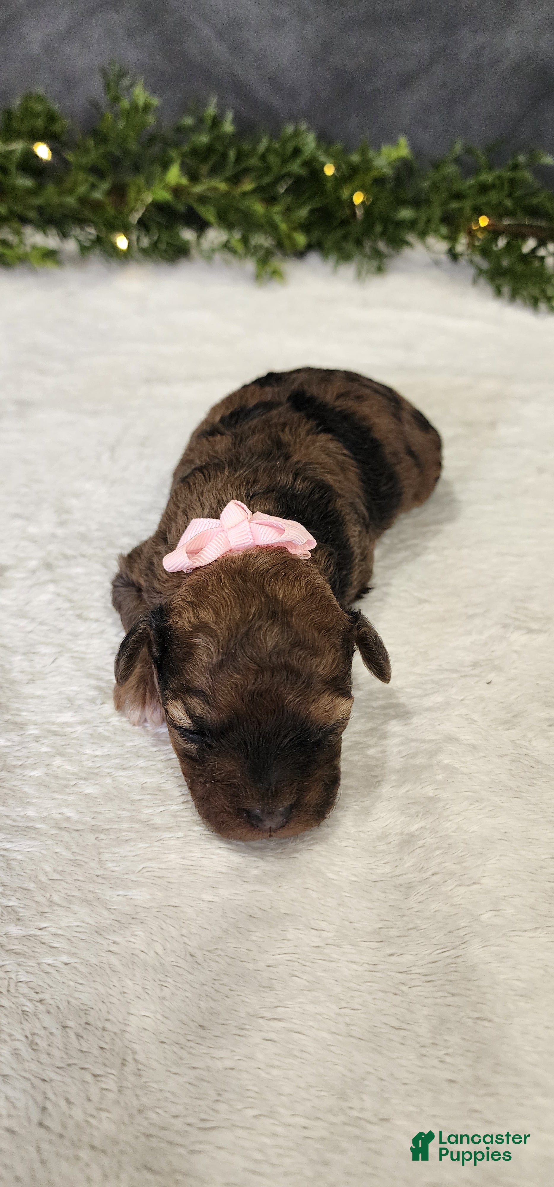 Miniature Poodle dogs Abby - Ad 2