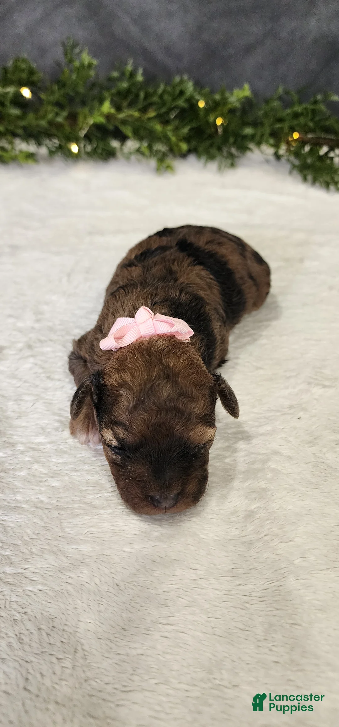 Miniature Poodle dogs for sale: Miniature Poodle Puppy 5 - Ad 2