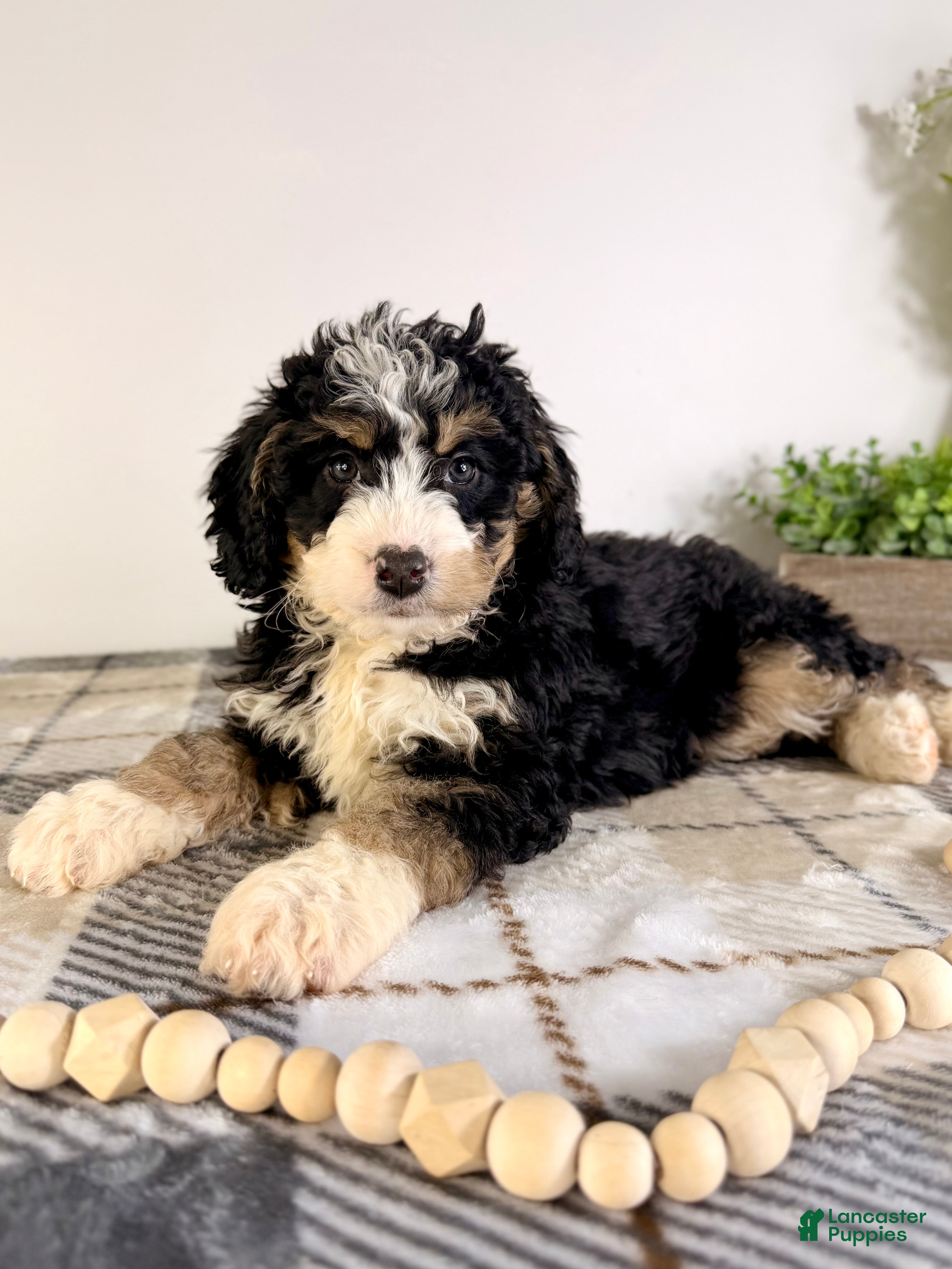 Bernedoodle dogs Brooklyn - Ad 8