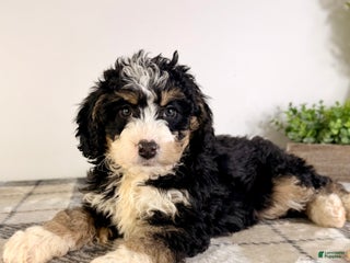 Bernedoodle dogs Brooklyn - Ad 8
