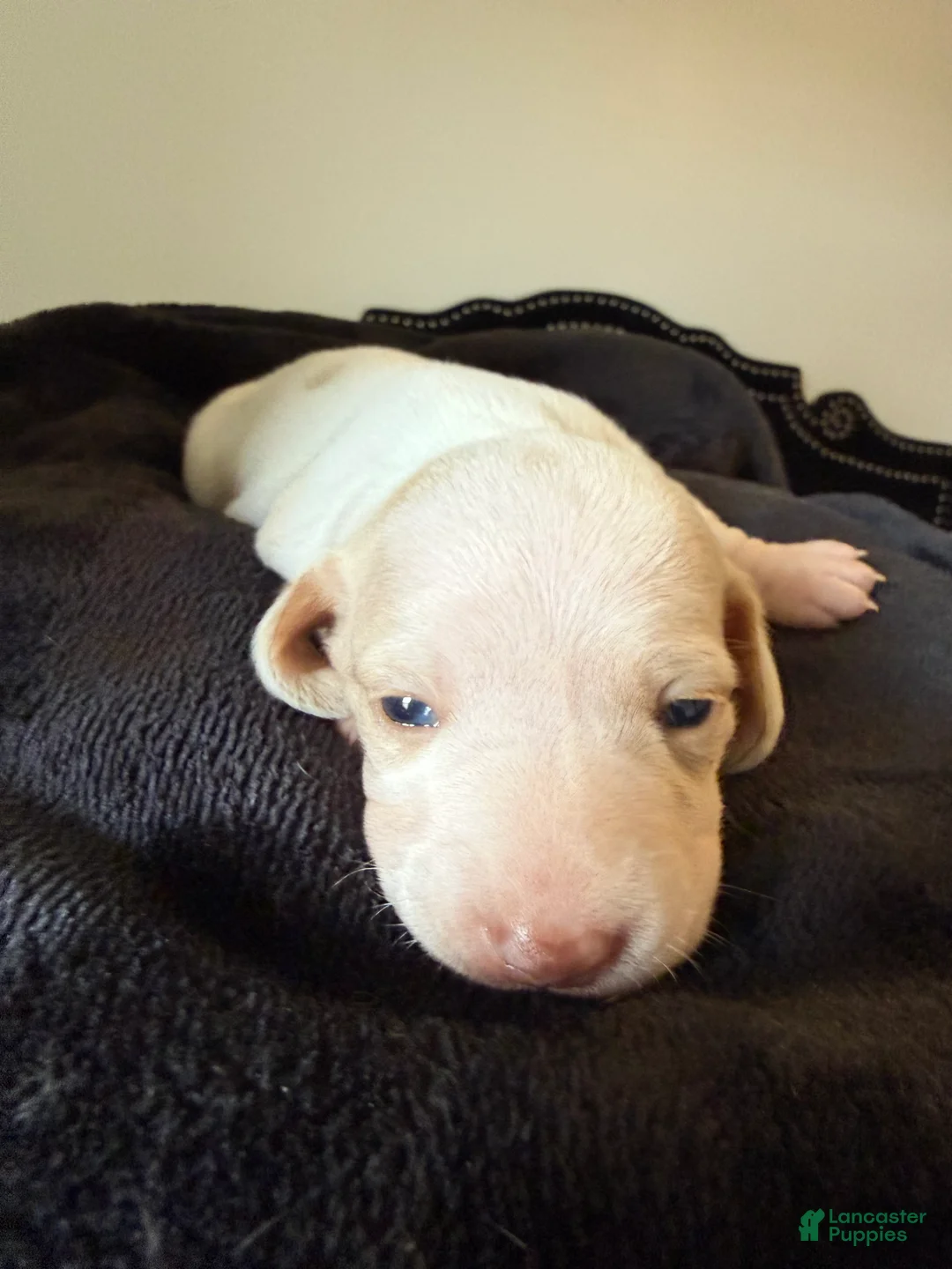 Miniature Dachshund dogs for sale: Miniature Dachshund Puppy 2 - Ad 2