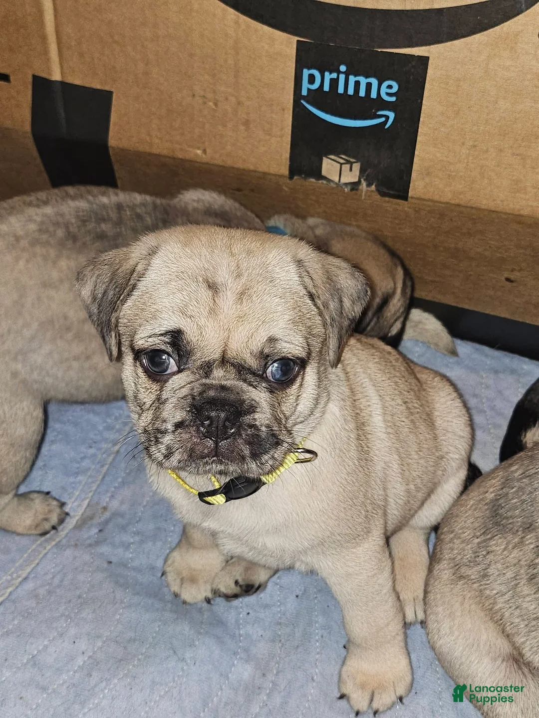 Pug dogs for sale: Bam bam - Ad 5