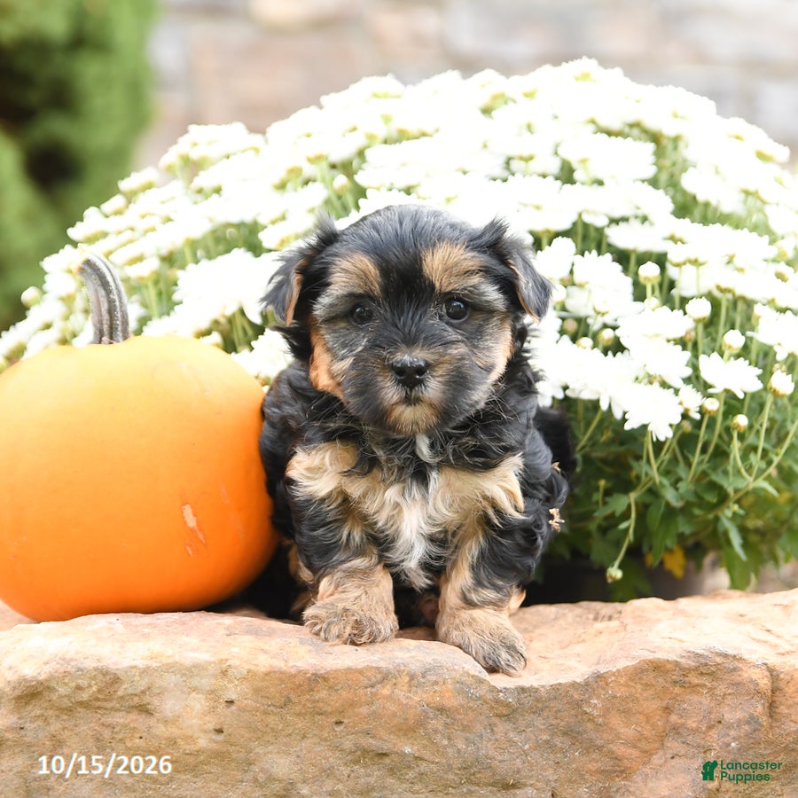 Morkie dogs Donna - Ad 2