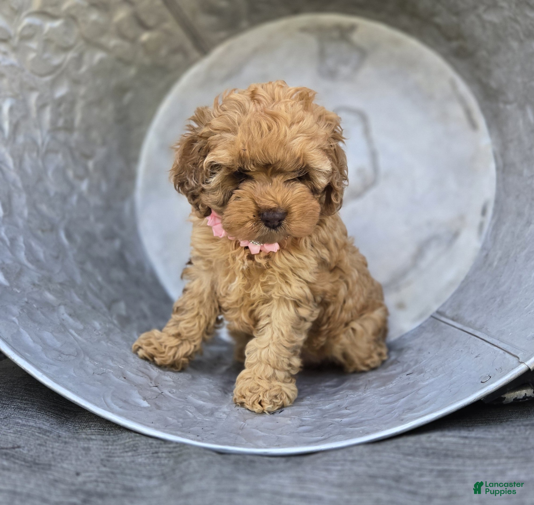 Cocker Spaniel dogs Kristina - Ad 2