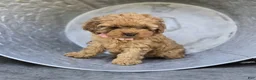 Cocker Spaniel dogs for sale: Kristina - Ad 2