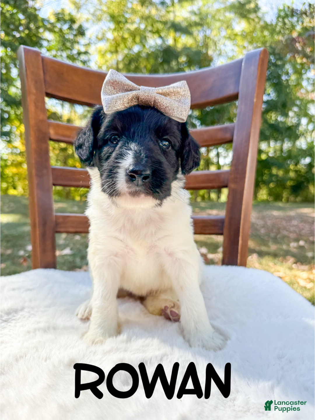 Saint Berdoodles dogs for sale: Rowan - Ad 3