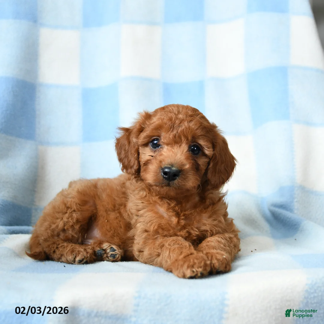 Cavapoo dogs for sale: Chip - Ad 1