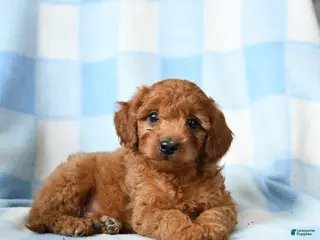 Cavapoo dogs Chip - Ad 8