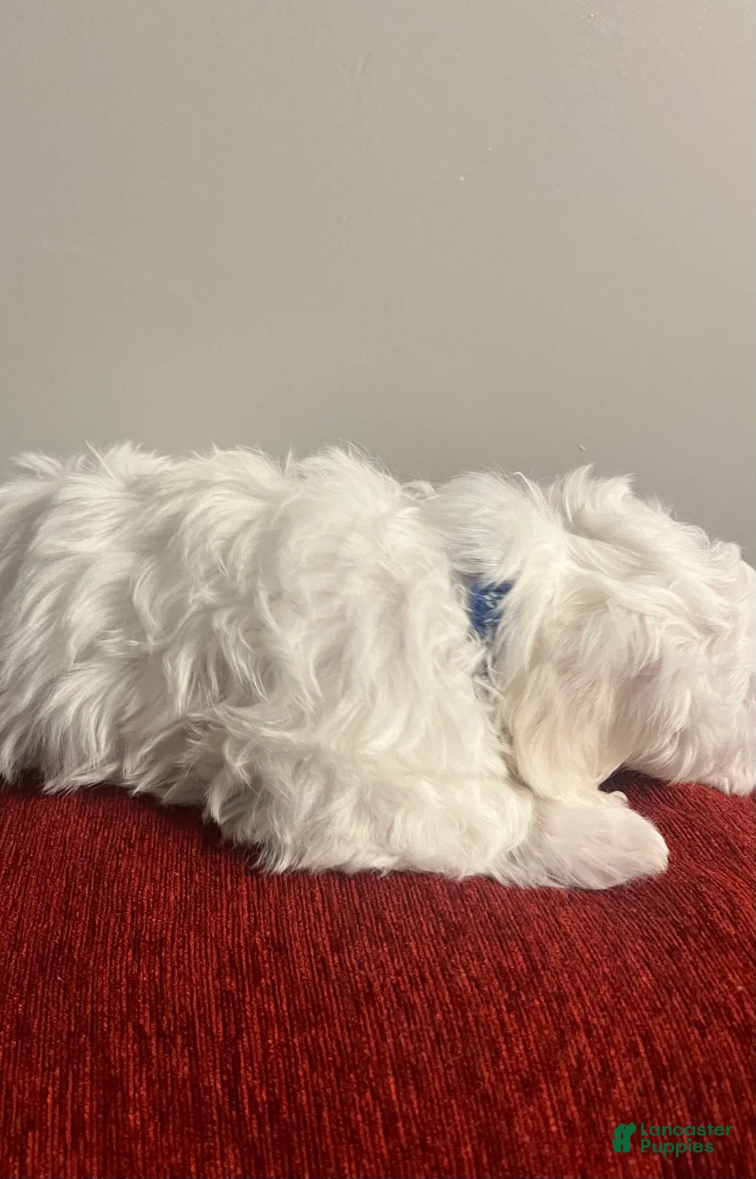 Mixed Breed dogs for sale: Mixed Breed Puppy 1 Cotton  - Ad 2