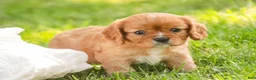 Cavalier King Charles Spaniel dogs for sale: Lola Cavalier King Charles Spaniel  - Ad 7
