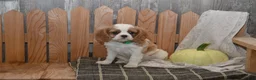 Cavalier King Charles Spaniel dogs for sale: Wrenly - Ad 10