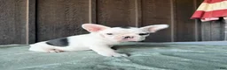 French Bulldog dogs for sale: Bessie - Ad 3
