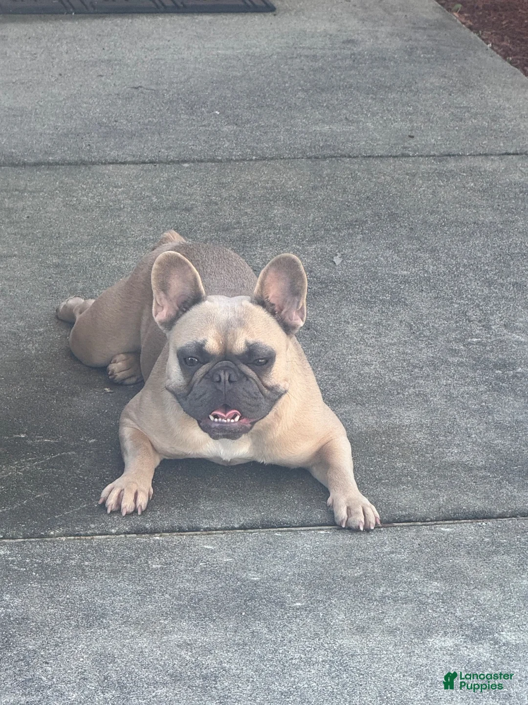 French Bulldog dogs for sale: Little guy  - Ad 4