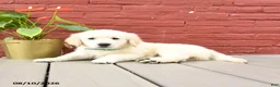 Golden Retriever dogs for sale: Tawny - Ad 4