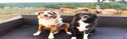 Australian Shepherd dogs for sale: Hank jr. - Ad 6