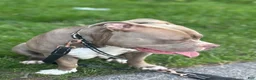 American Bully dogs for sale: American Bully 1 - Ad 4