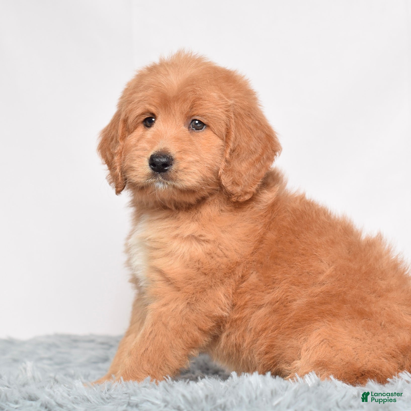 Mini Goldendoodle Puppies for sale Lancaster Puppies