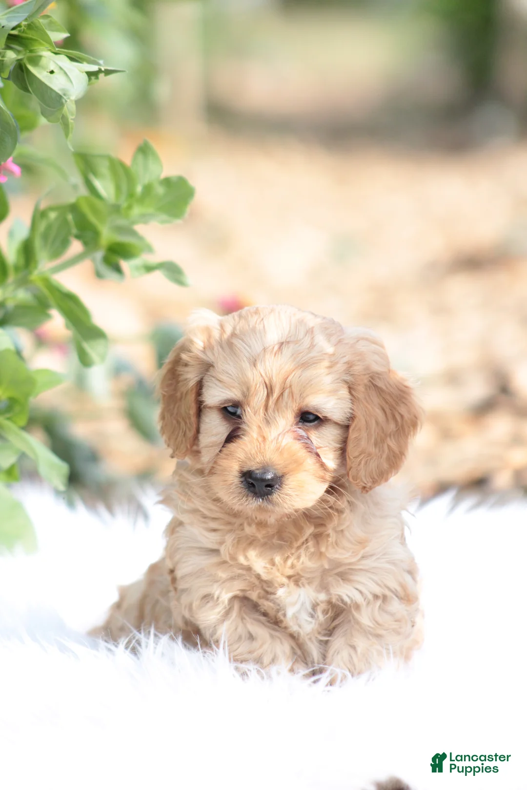 Cavapoo dogs for sale: Oakley  - Ad 1
