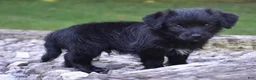 Bordoodle dogs for sale: Rex - Ad 7