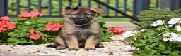 German Shepherd dogs for sale: Ember - Ad 3