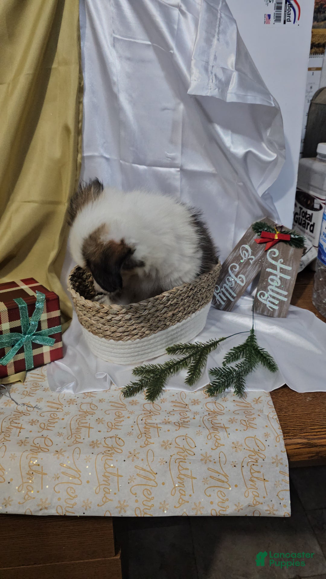 Shetland Sheepdog dogs for sale: Jingle - Ad 5