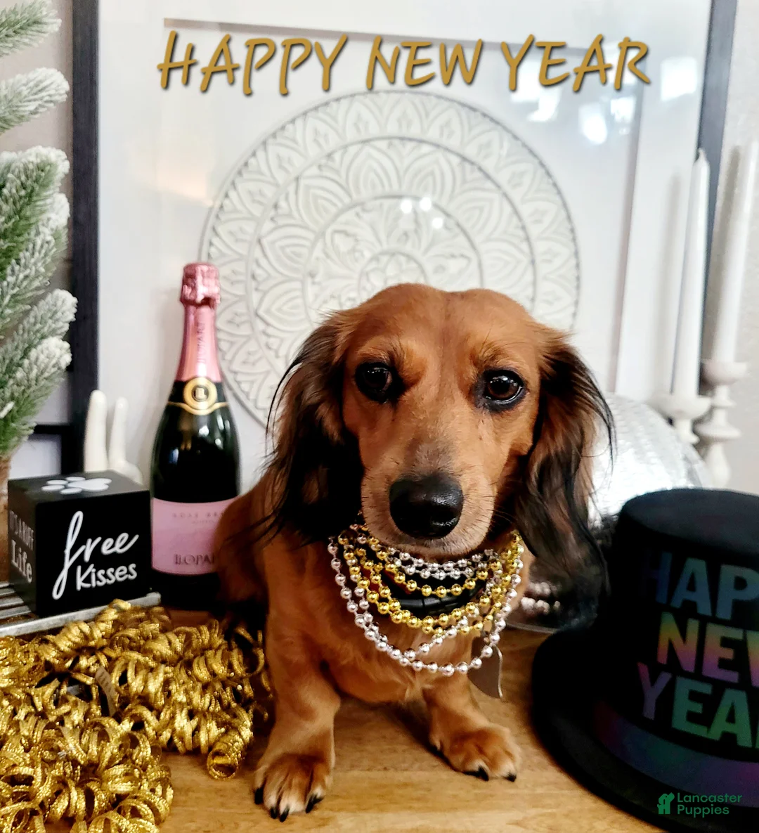 Miniature Dachshund dogs for sale: River - Ad 47