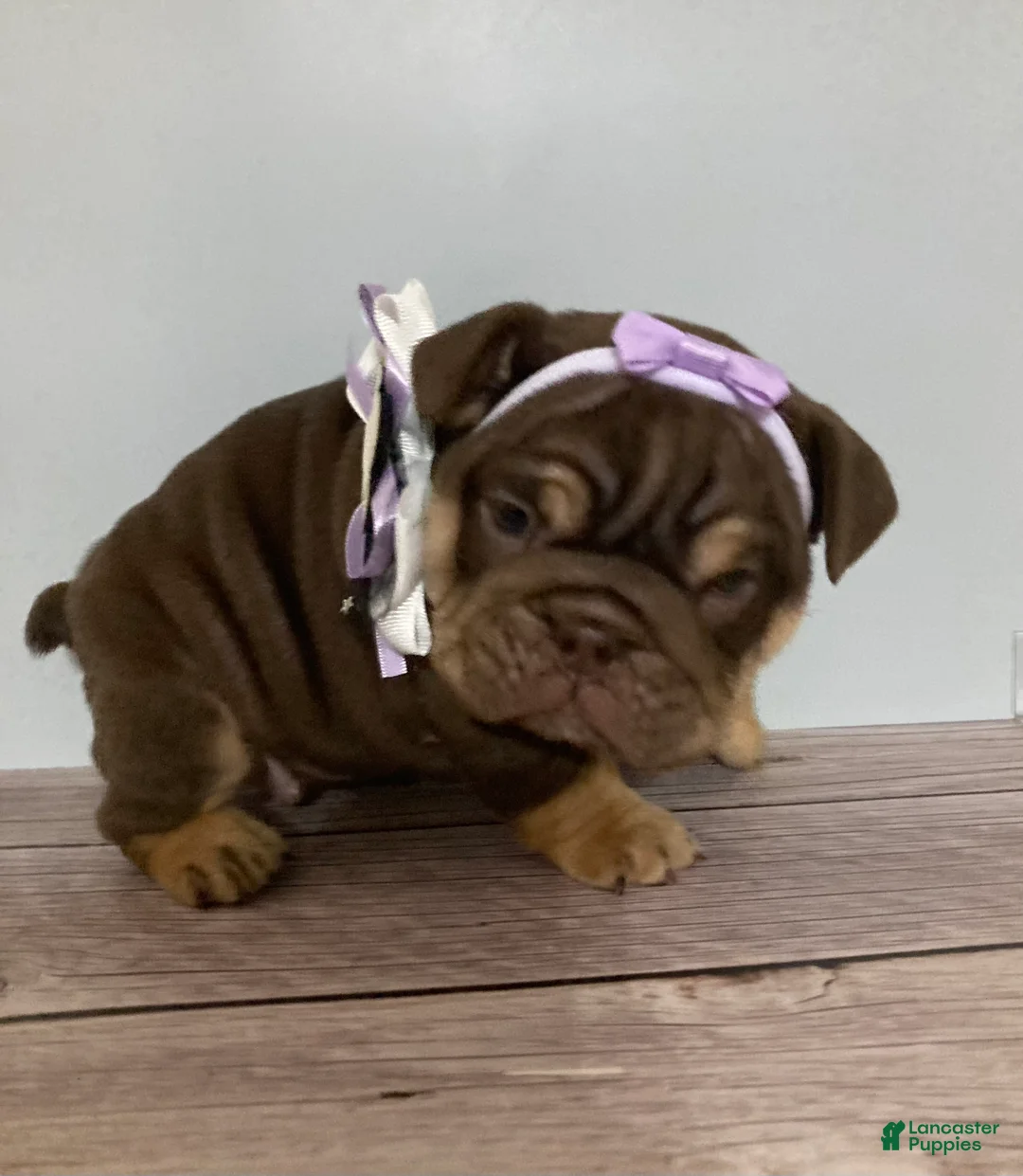 English Bulldog dogs for sale: Brown Betty - Ad 2