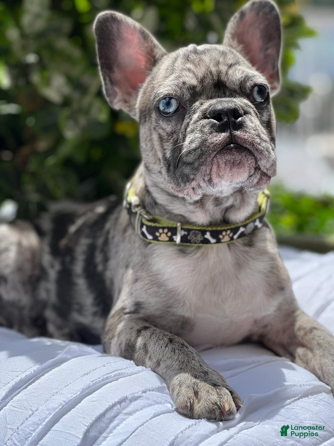 Gallery Image {{count}}