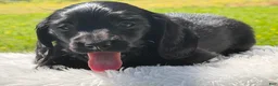 Miniature Dachshund dogs for sale: Minks  - Ad 7