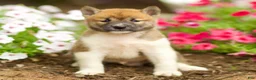 Shiba Inu dogs for sale: Larson - Ad 1