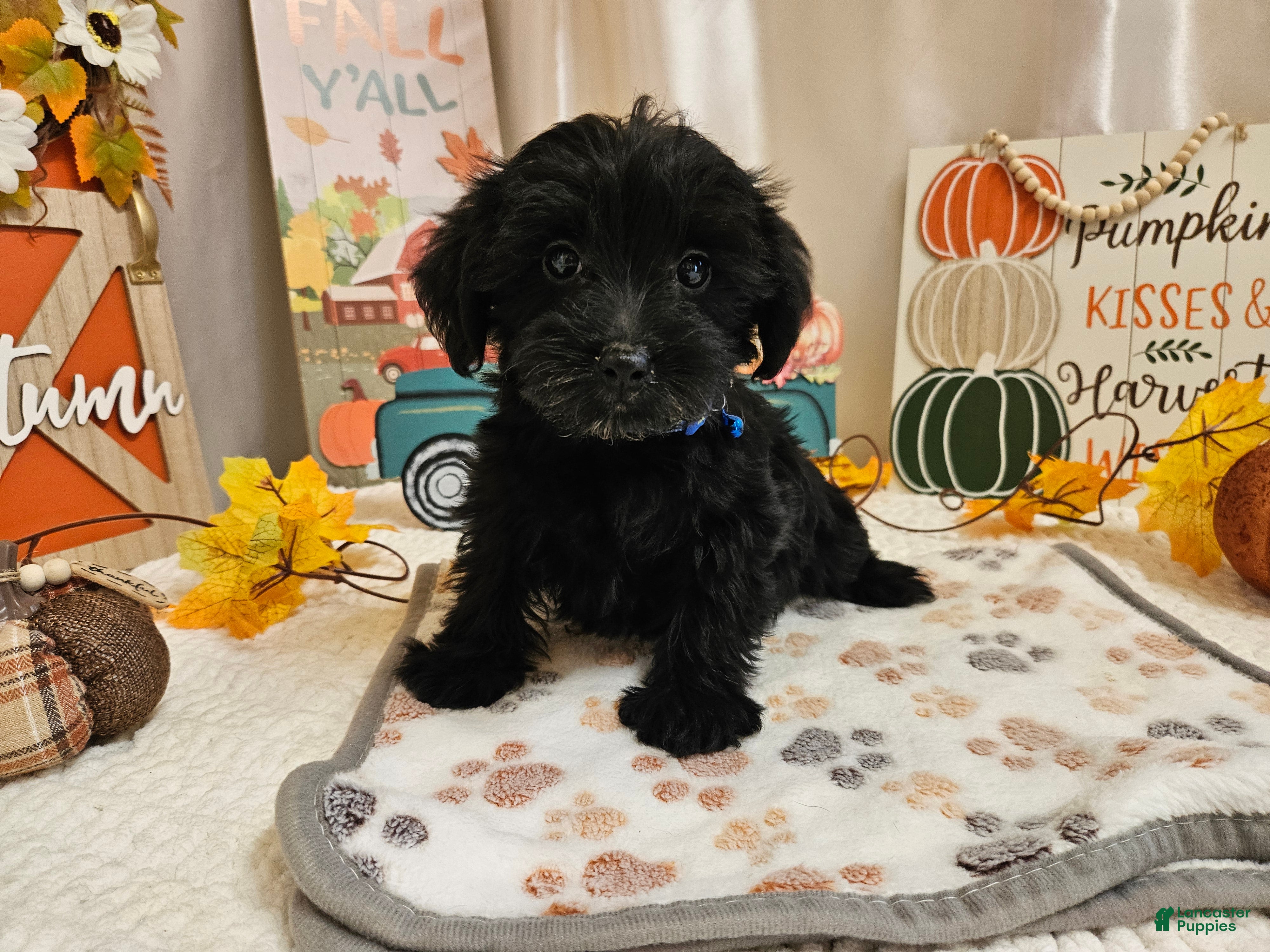 Yorkiepoo